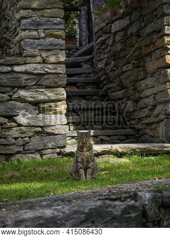 Domestic Cat Sitting In Green Grass At Old Historic Traditional Schist Stone Rock Buildings Houses I