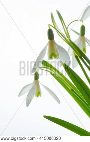 Galanthus Nivalis. Snowdrops On White Background. Springtime Symbol.