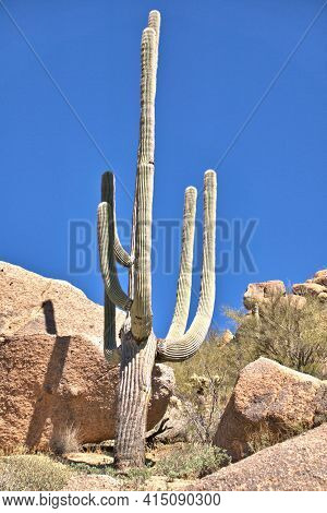 Arizona Desert Landscape