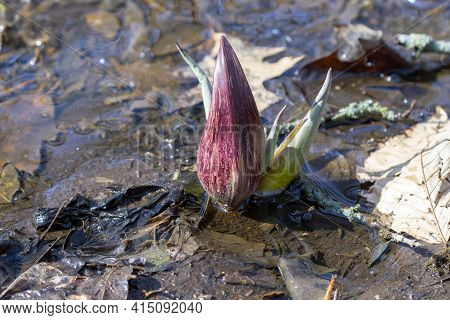 Skunk Cabbage (symplocarpus Foetidus)\ris One Of The First Native  Plants To Grow And Bloom In Early