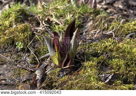 Skunk Cabbage (symplocarpus Foetidus)\ris One Of The First Native  Plants To Grow And Bloom In Early