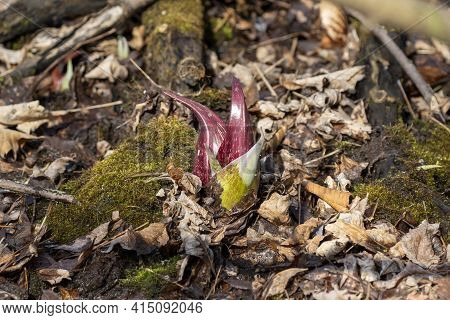 Skunk Cabbage (symplocarpus Foetidus)\ris One Of The First Native  Plants To Grow And Bloom In Early