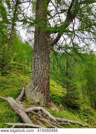 Larch Tree In A Forest In The Canton Of Ticino, Switzerland