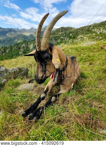 Chamois Coloured Goat In Front Of Alpine Panorama In Ticino, Switzerland