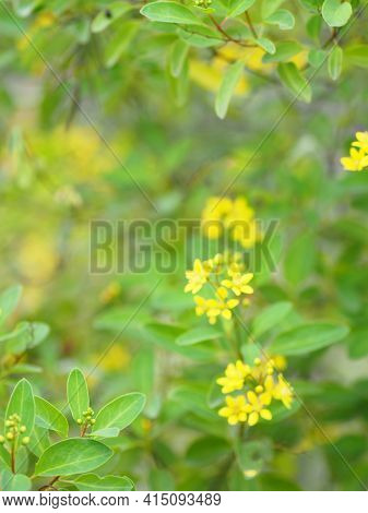 Little Yellow Flower Thryallis Glauca, Galphimia, Gold Shower Medium Shrub Dark Yellow Flowers Inflo