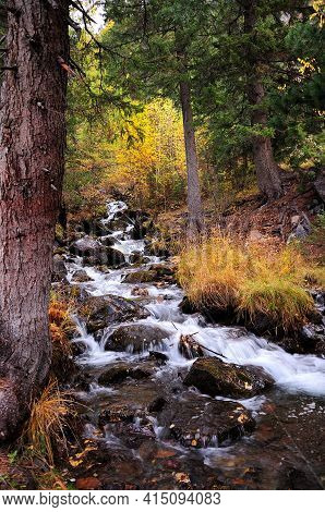 A Stormy Mountain Stream Cascades Through The Forest, Skirting Stones And Pines.