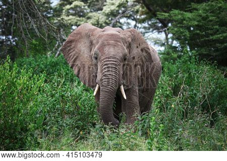 African Bush Elephant (loxodonta Africana) In A Deep Green Bush