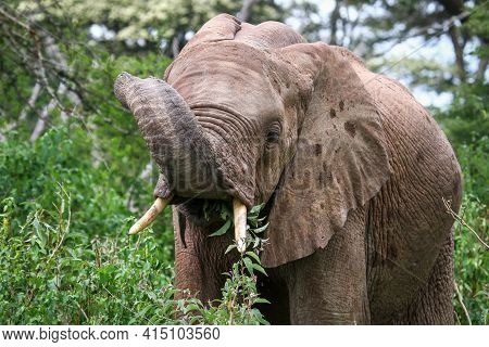 African Bush Elephant (loxodonta Africana) Eating Leaves In A Green Bush