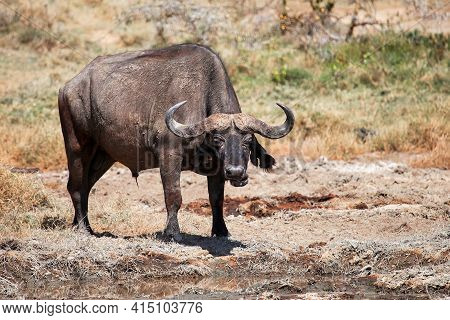 African Buffalo Or Cape Buffalo (syncerus Caffer) In A Dry Swamp