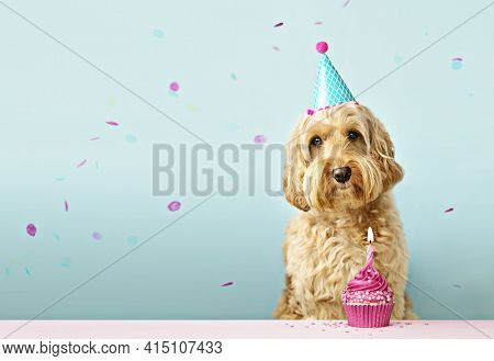 Dog and birthday cake with one candle and falling confetti