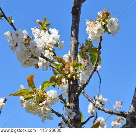 Cherry Blossoms In Sant Climent De Llobregar Barcelona Spain