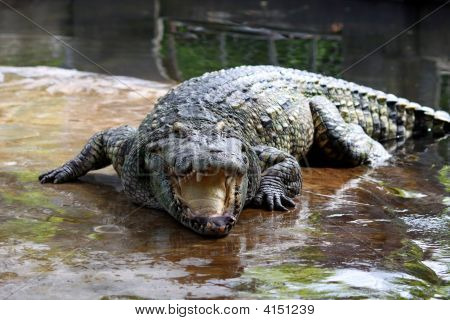 Coccodrillo