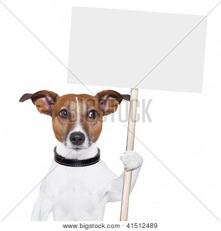 Banner Dog