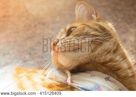 Postoperative Bandage On A Cat. Care Of A Pet After A Cavitary Operation, Castration, Sterilization.