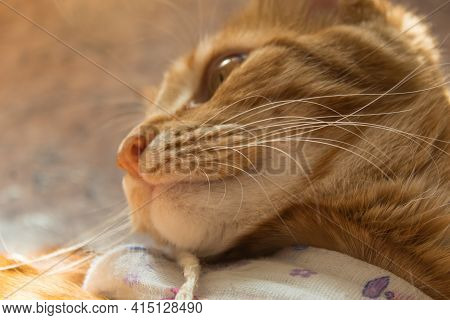 Postoperative Bandage On A Cat. Care Of A Pet After A Cavitary Operation, Castration, Sterilization.