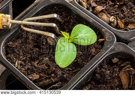 Loosening The Soil Mixture In A Pot Of Seedlings With Small Metal Fan Rakes