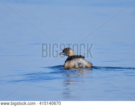 little grebe (tachybaptus ruficollis) in natural habitat