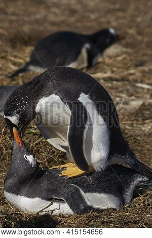 Gentoo Penguins (pygoscelis Papua) Mating On Sea Lion Island In The Falkland Islands.