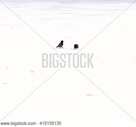 Two Real Black Crows In White Snow At Winter Day