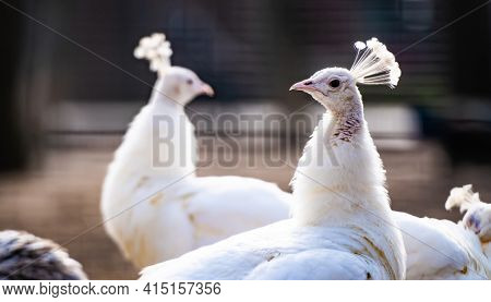 Group of beautiful white peacocks walking on the nature in zoo. Birds portrait with blurred background