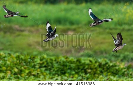 Cotton Pygmy-goose, Nettapus coromandelianus,  migratory birds, flying, copy space