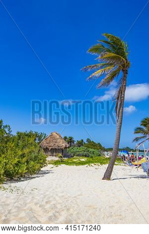 Tropical Natural Beach 88 Palm Tree Playa Del Carmen Mexico.