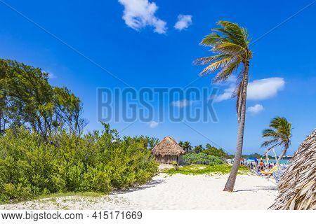 Tropical Natural Beach 88 Palm Tree Playa Del Carmen Mexico.