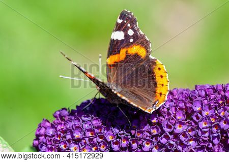 Red Admiral, Vanessa Atalanta, Butterflies On Buddleja Flower Or Butterfly Bush. High Quality Photo