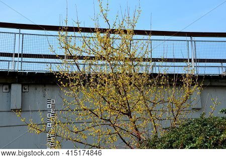 Dogwood Solitary Shrub Blooming On The Waterfront By The River In Yellow. It Is A Decorative Gem Of 
