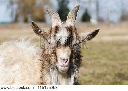Young Horned Goat With White And Brown Hair On A Pasture On A Bright Sunny Day