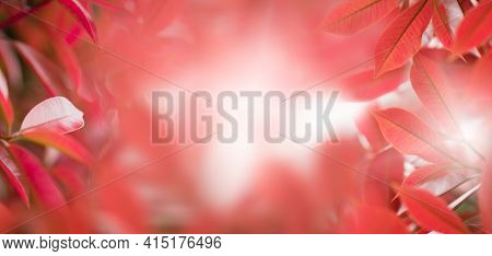 Closeup Nature View Of Red Leaves On A Blurred Red Background In Garden With Copy Space For Text To 