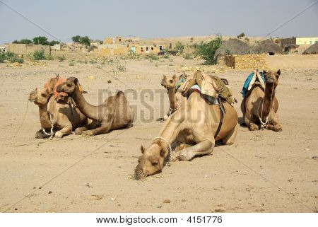 Velbloudi v Rajasthan