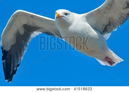Gaivota voando