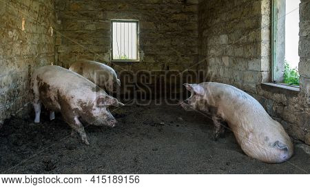 Three Little Pigs In A Brick House. Farm Animals In Traditional Pigstry.