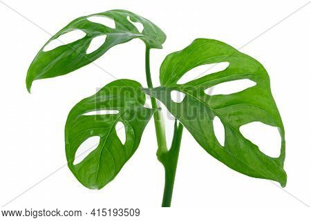 Leaves Of Tropical Plant - Monstera Adansonii Also Called Monstera Monkey Isolated On A White Backgr