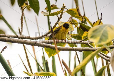Asian Golden Weaver Perching On Grass Stem In Paddy Field. Ploceus Hypoxanthus Bird In Tropical Fore