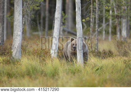 Brown Bear In The Nature Habitat Of Finland, Finland Wildlife, Rare Encounter, Big Predator, Europea