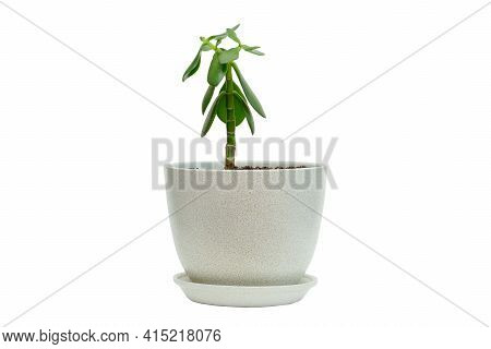 Crassula In Flower Pot. White Isolated Background.