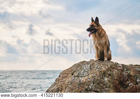 Beautiful Dog Sitting High And Posing, Walking Outdoors In Nature. German Shepherd Of Black And Red