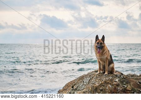 Beautiful Dog Sitting High And Posing, Walking Outdoors In Nature. German Shepherd Of Black And Red