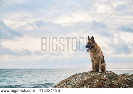 Beautiful Dog Sitting High And Posing, Walking Outdoors In Nature. German Shepherd Of Black And Red