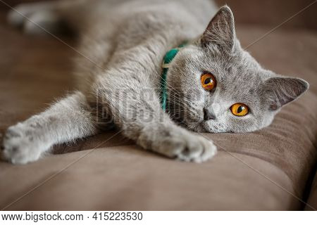 A Beautiful Large Gray Scottish Fold Cat Lies On A Brown Sofa. Pets Of Elite Breed