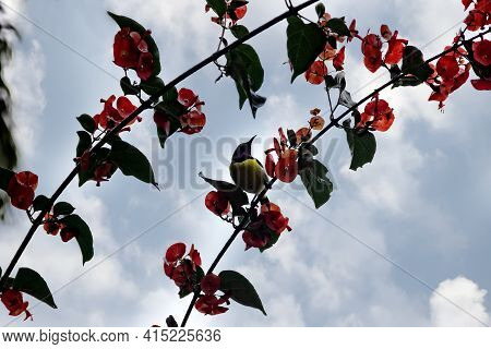 Purple-rumped Sunbird (nectarinia Zeylonica) Bird Drink Nectarfrom Ipomea (morning Glory) Vine With 