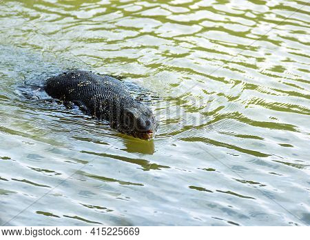 Monitor Or Water Lizard Floating In The Lake. Large Lizards In Sri Lanka