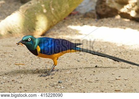 Closeup Of The Golden-breasted Starling, Lamprotornis Regius Eating Waxworm In Parc Paradisio , Belg