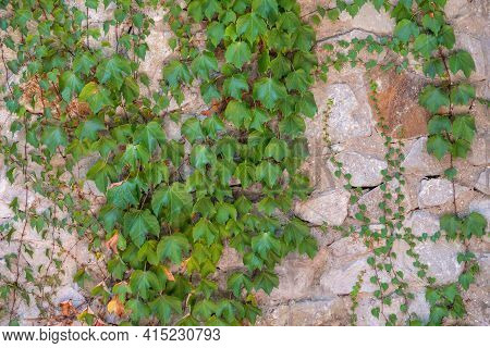 Green Creeper Plant Growing On A Rock Wall. Old Stone Wall With Creeping Plants
