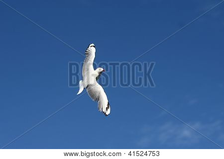 brid