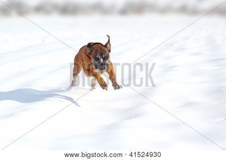 Karda mutlu köpek