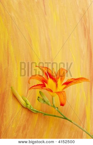 Lilly akvarell háttér