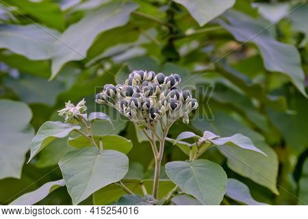Unripe Fruits Of Dwarf Tree Tomato, Cyphomandra Abutiloides, Solanum Abutiloides, In Summer